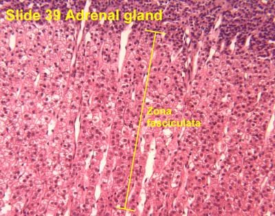 Adrenal: Adrenal Zona Fasciculata